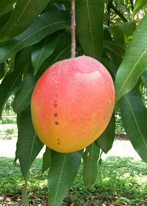 Cultivating better Florida mangoes - UF/IFAS scientists sequence DNA to support, grow a domestic ...