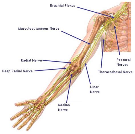 The Brachial Plexus