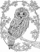 OWL Coloring Pages For Adults Free Detailed Owl sketch template