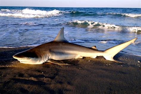 Spinner Shark – "OCEAN TREASURES" Memorial Library