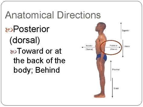 Anatomical Directions Movements Sports Medicine I Anatomical Position