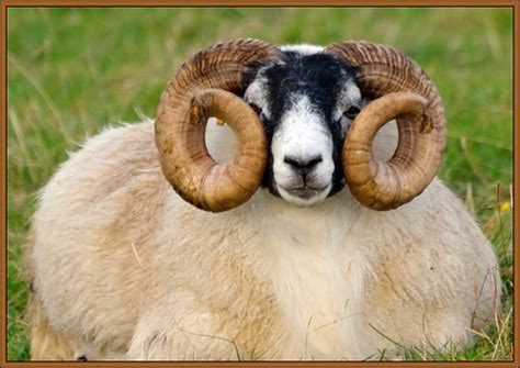 swaledale sheep | eyeontheworld2008 | Flickr