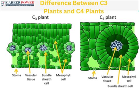 Difference Between C3 and C4 Plants