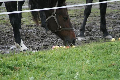 Horse eating apples | It's like a horse eating apples | Jan-Erik ...