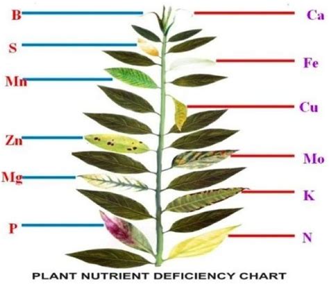 Plant Nutrient Deficiency Leaf Illustrations and Charts Reference Guide | Plant nutrients ...