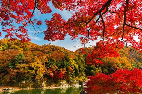 A Complete Fall Color and Autumn Leaf Viewing Guide