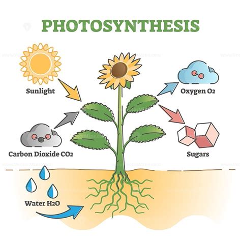 Photosynthesis diagram process symbolic explanation scheme outline diagram - VectorMine