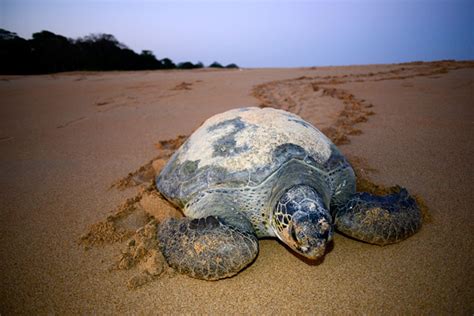 Enjoy responsible tourism in Guinea Bissau - Hotel Orango en Guinea Bissau