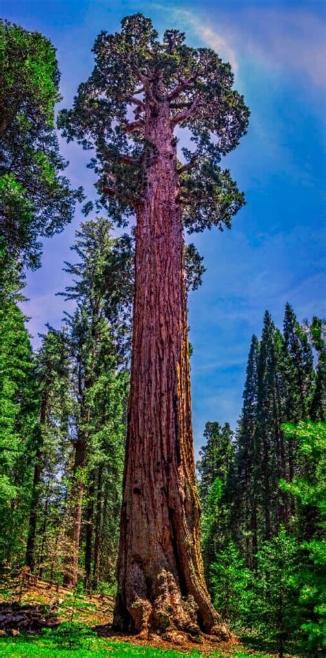 The 10 Largest Trees in the World (2022)