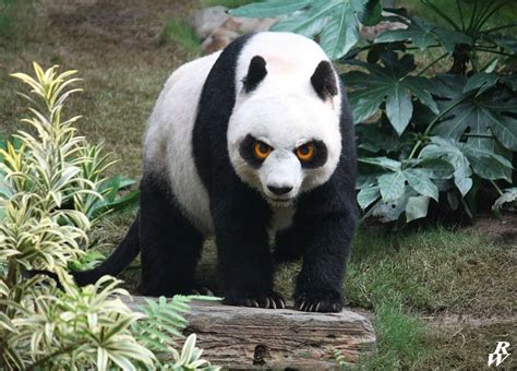 Angry Panda by Dwarf4r on DeviantArt