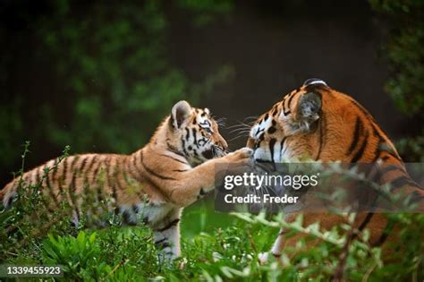 Tiger Cub Playing With Mother High-Res Stock Photo - Getty Images