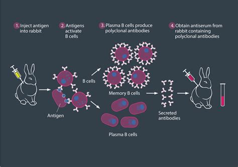 POLYCLONAL ANTIBODIES IN MEDICAL PRACTICE