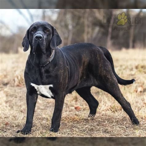 Fila Brasileiro Puppies for Sale | Lancaster Puppies