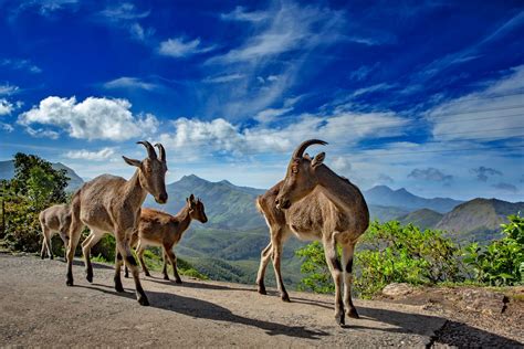 Nilgiri Tahr: Exclusive attraction of Munnar - SpiceTree Munnar