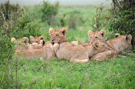 Pride of Lions in Kenya image - Free stock photo - Public Domain photo - CC0 Images