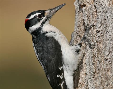 Hairy Woodpecker | Coniferous Forest