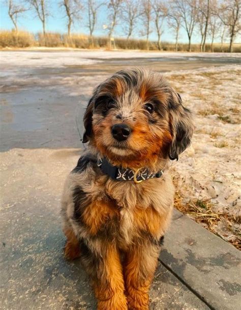 Aussiedoodle Size Guide (Toy, Mini & Standard) | PupTraveller