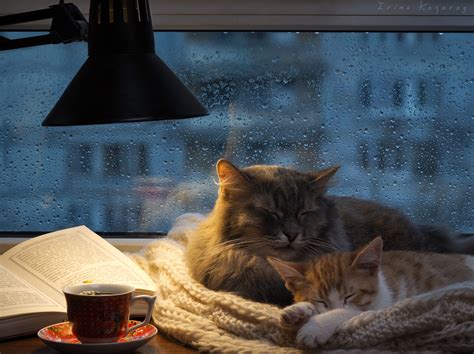 Cozy Cats : r/CozyPlaces