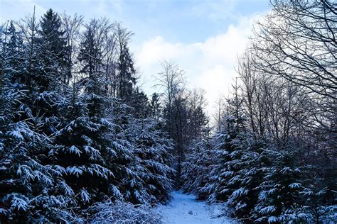 snowy trees landscape Free Photo Download | FreeImages