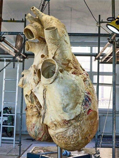 Weighing over 400 lbs, the heart of a Blue Whale. : r/interestingasfuck