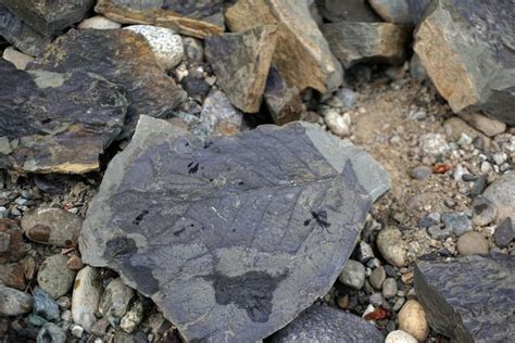 Eocene Period Fossils at Racehorse Creek Landslide — Pacific North ...