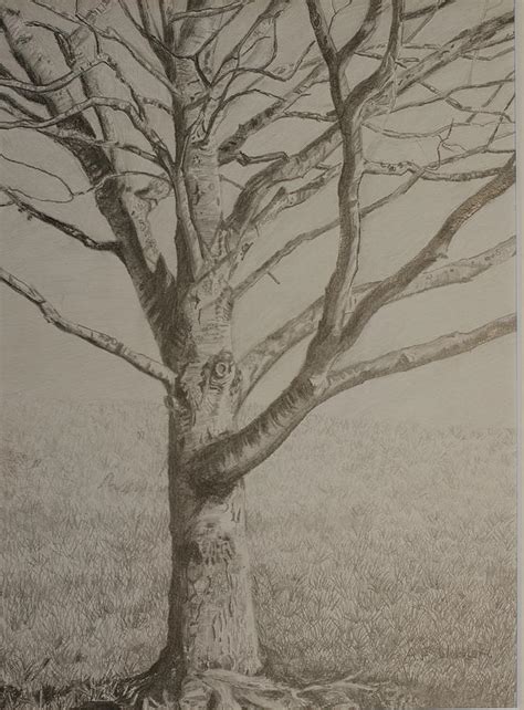 Maple Tree in Winter Drawing by Arthur Witulski - Fine Art America