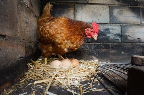 How To Keep Chickens Laying Eggs During Winter: 5 Useful Tips | Animal World