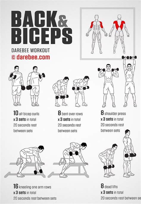 15+ Bicep and back workout dumbbells home | absworkoutcircuit