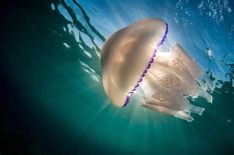 The World's 9 Largest Jellyfish - A-Z Animals