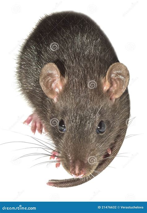 Mouse stock photo. Image of face, nose, brown, mice, macro - 21476632