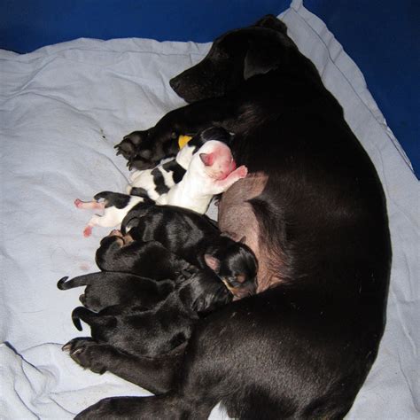 DogCheapSleeps.com: Whelping, when your dog gives birth