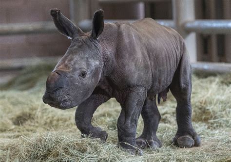 Two rare white rhinos pregnant at Belgian zoo