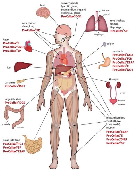 12+ Body Diagram - Printable Download