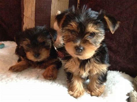 Adopt A Yorkshire Terrier Puppy For Free #yorkshireterrier | Yorkshire terrier puppies ...