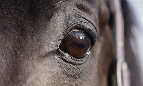 Horse Vision: Eye Function & Adaptations for Survival — #TeachKyAg