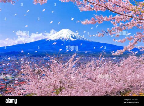 Cherry blossoms and Mt.Fuji Stock Photo - Alamy