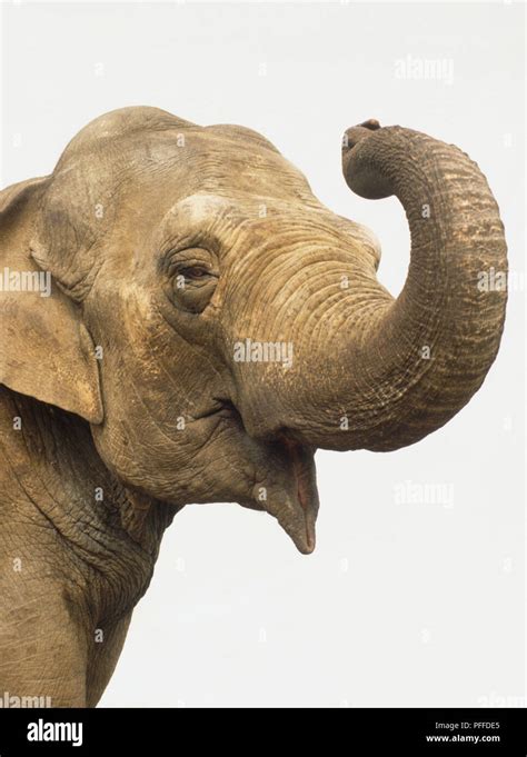 Head of Asian Elephant or Indian Elephant, elephas maximus, curling up ...