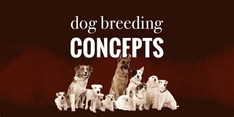 Top 12 Successful Dog Breeding Tips — Genetics, Kennels, Books, Etc!