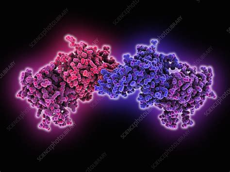 DNA methyltransferase molecule - Stock Image - C025/2167 - Science ...