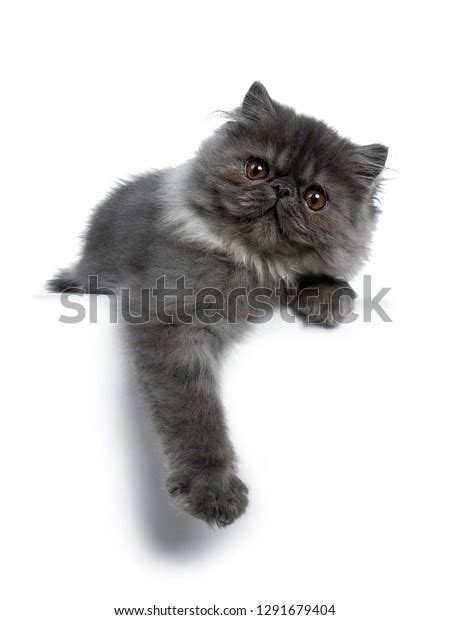 Cute Black Smoke Persian Cat Kitten Stock Photo 1291679404 | Shutterstock