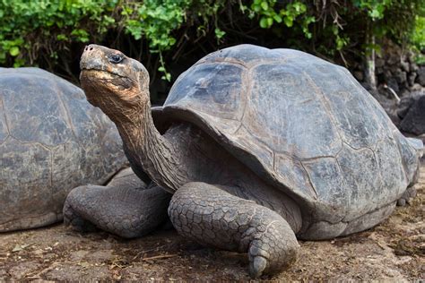 Photographing with Kathy Adams Clark: Galapagos Tortoise