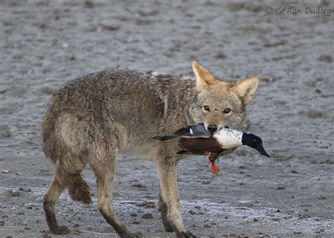 Another Coyote Amputating Duck Heads Before Eating Only The Heads ...