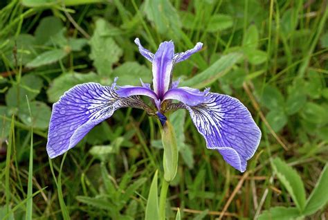 Beachhead Iris (iris Setosa) Photograph by Bob Gibbons/science Photo Library - Fine Art America