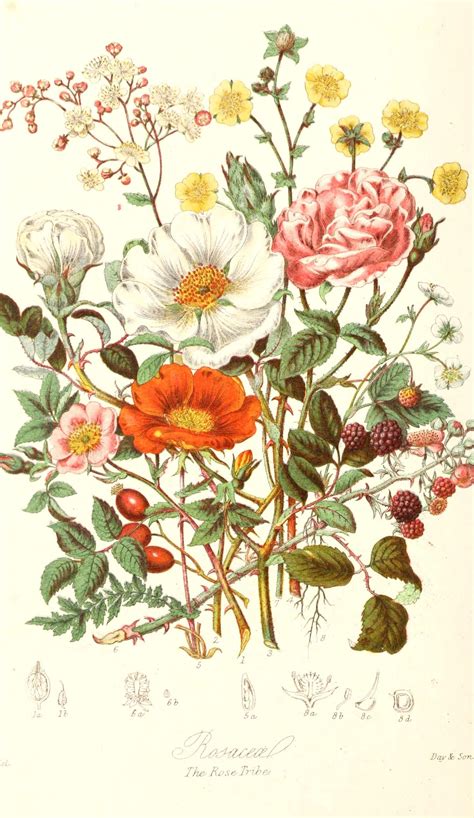 Wildblumen Kunst Botanische Illustration Vintage-botanische Etsy Collage Des Photos, Picture ...