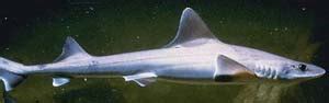 Shark Glossary - The World of Sharks