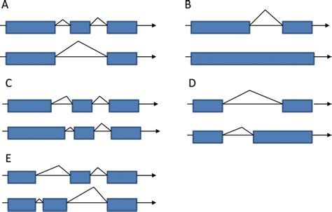 Schematic illustration of alternative splicing. A) Exon skipping. Gene... | Download Scientific ...