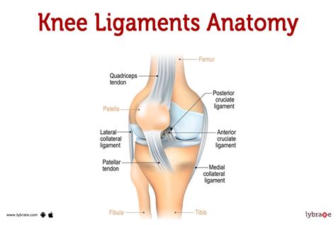 Knee Ligaments (Human Anatomy): Image, Functions, Diseases and Treatments