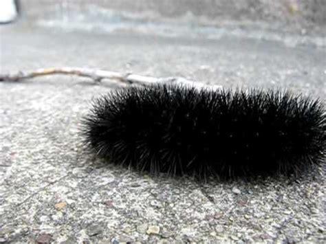 Mr. Fuzzy Caterpillar! - YouTube