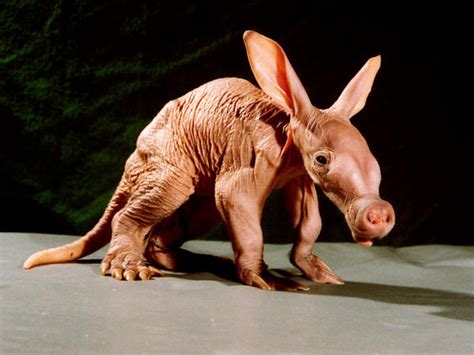 Amazing Animals Pictures: Ants carefully! comes the strange Aardvark (Orycteropus afer) (23 ...