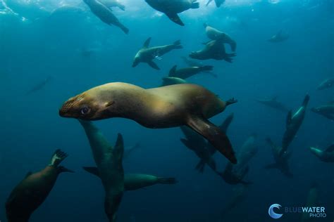 Diving in Sea of Cortez - Bluewater Dive Travel